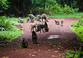 3 Days Tanzania Safari