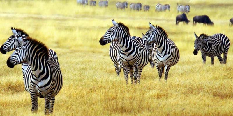 Arusha National Park