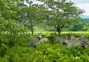 Arusha National Park