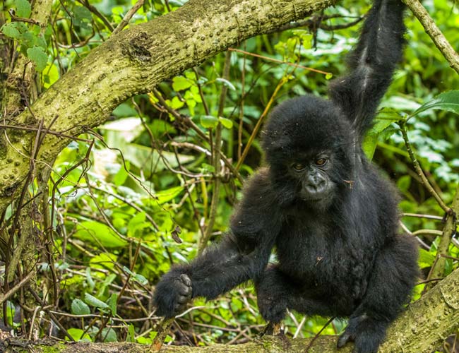 MOUNTAIN GORILLA SAFARI 