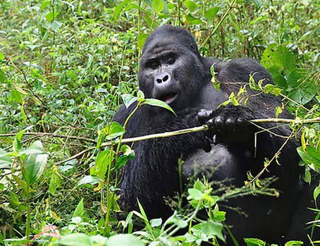 4DAYS GORILLA TRACKING