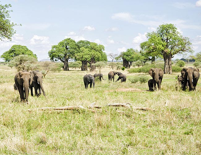 TANZANIA SAFARI