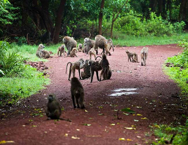 TANZANIA SAFARI