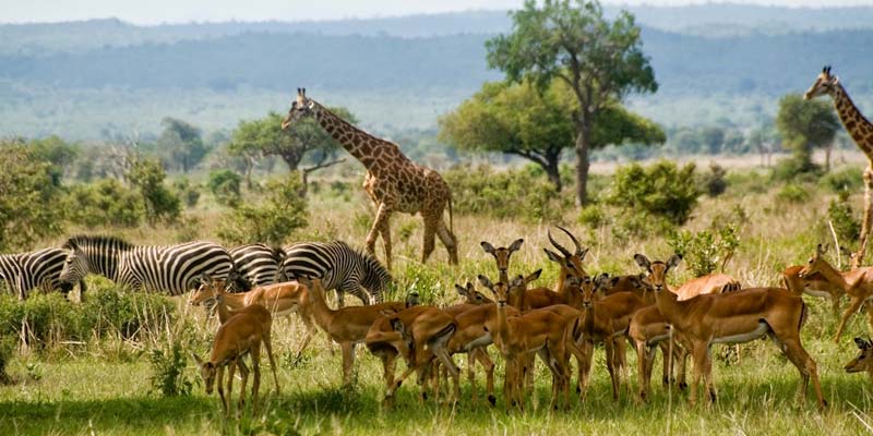 Mikumi National Park