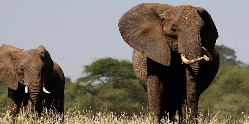 Mkomazi National Park