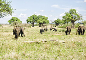 5 Days Tanzania Safari