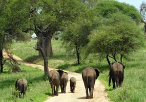 Tarangire National Park