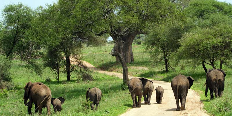 Tarangire National Park