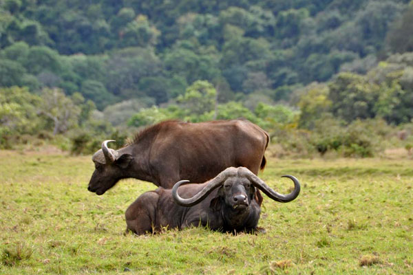 Arusha national park