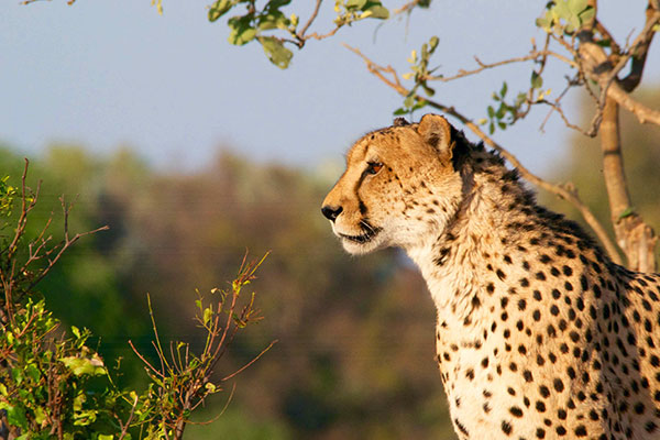 Tarangire national park