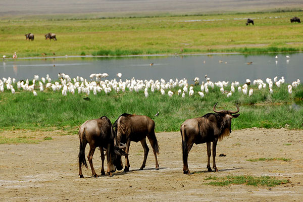 Manyara national park