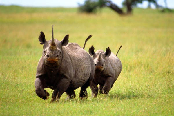 Ngorongoro national park