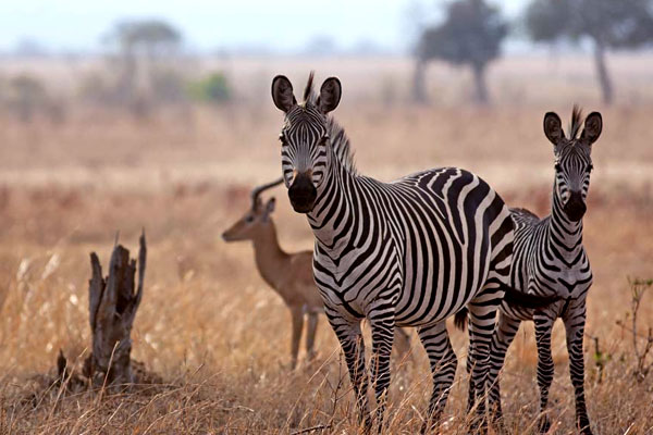 Mikumi national park