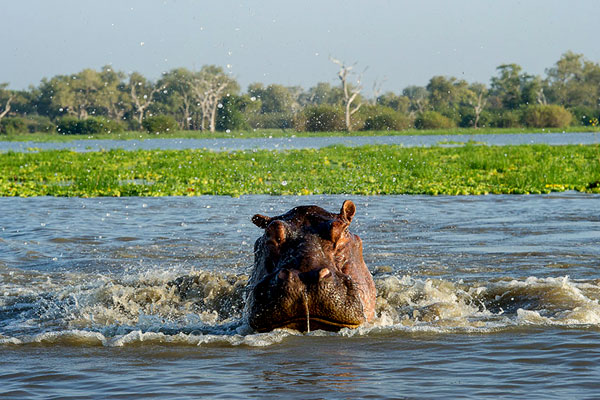 SELOUS GAME RESERVE