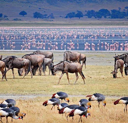 2 DAYS TANZANIA SAFARI